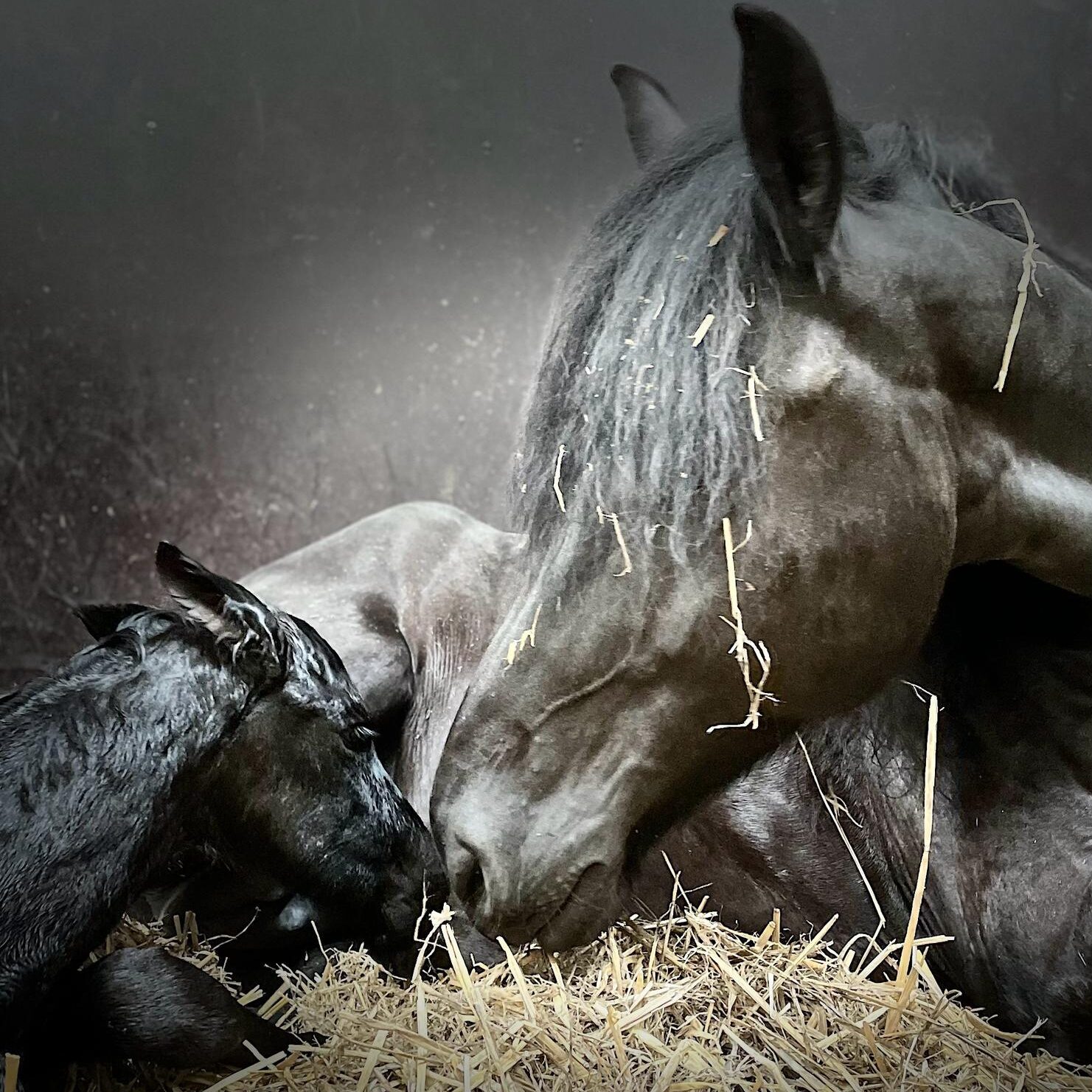 Friese paarden bij It Fjildhûs